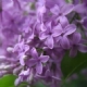 Purple Lilac