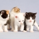 Meaow Meaow