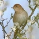PERSIAN NIGHTINGALE