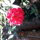 Ruby Mostazir