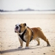Loppo Louie