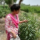 Samreena Lodhi