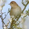 Persian Nightingale poet