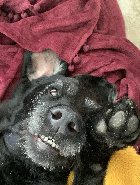 Asher Chester