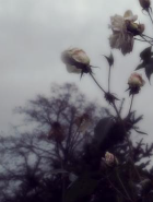 basma N