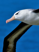 Cupid Albatros