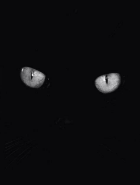 Kat Void
