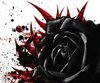 Black Rose Night