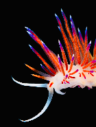 nudi ??