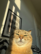 thy armoudjr