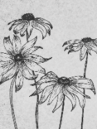 Dahia Alqalbi Nursehag