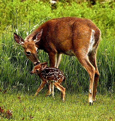 Nature 10 - The Animals Protect Their Young Ones - Nature 10 - The Animals  Protect Their Young Ones Poem by Geeta Radhakrishna Menon