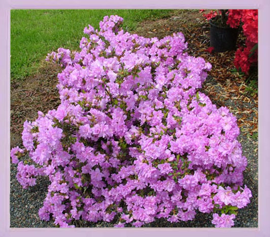 Lavender Azalea - Lavender Azalea Poem by Marilyn Lott