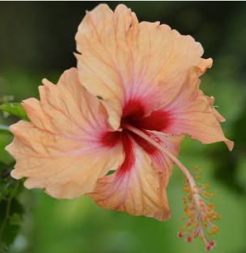 Hibiscus -The Complete Flower - Hibiscus -The Complete Flower Poem by Vidya  Pandarinath