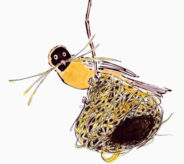 Shelter Nest Of Gold Fronted Weaverbird Stock Illustration - Download Image  Now - Weaverbird, Bird's Nest, Animal Nest - iStock
