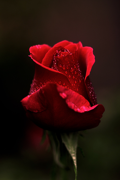 one perfect rose