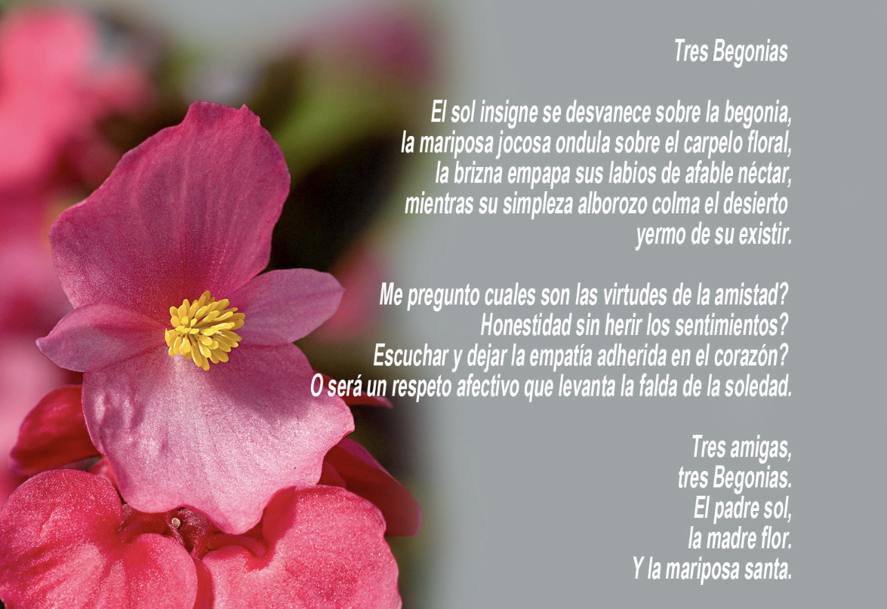 Tres Begonias - Tres Begonias Poem by Elliott Rosenberg