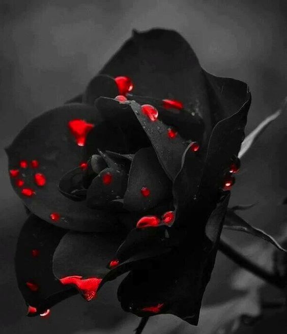 bloody black rose wallpaper