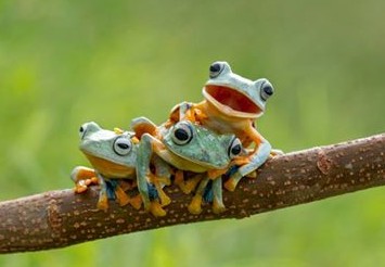 Three Little Frogs - Three Little Frogs Poem by Marilyn Lott