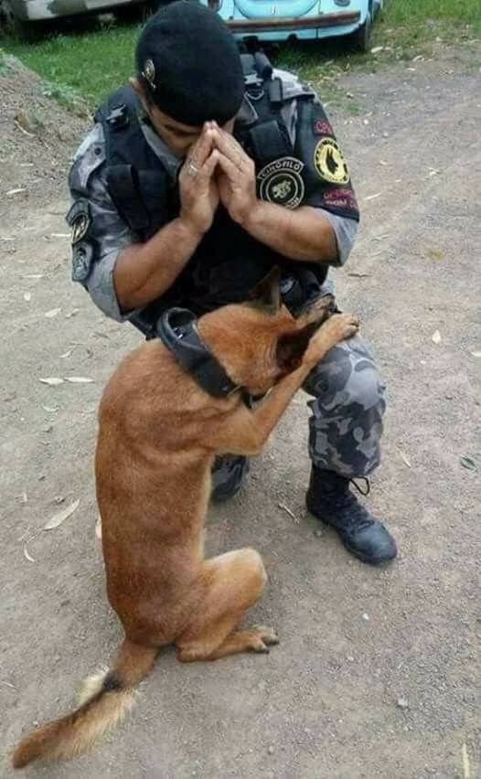 dogs praying