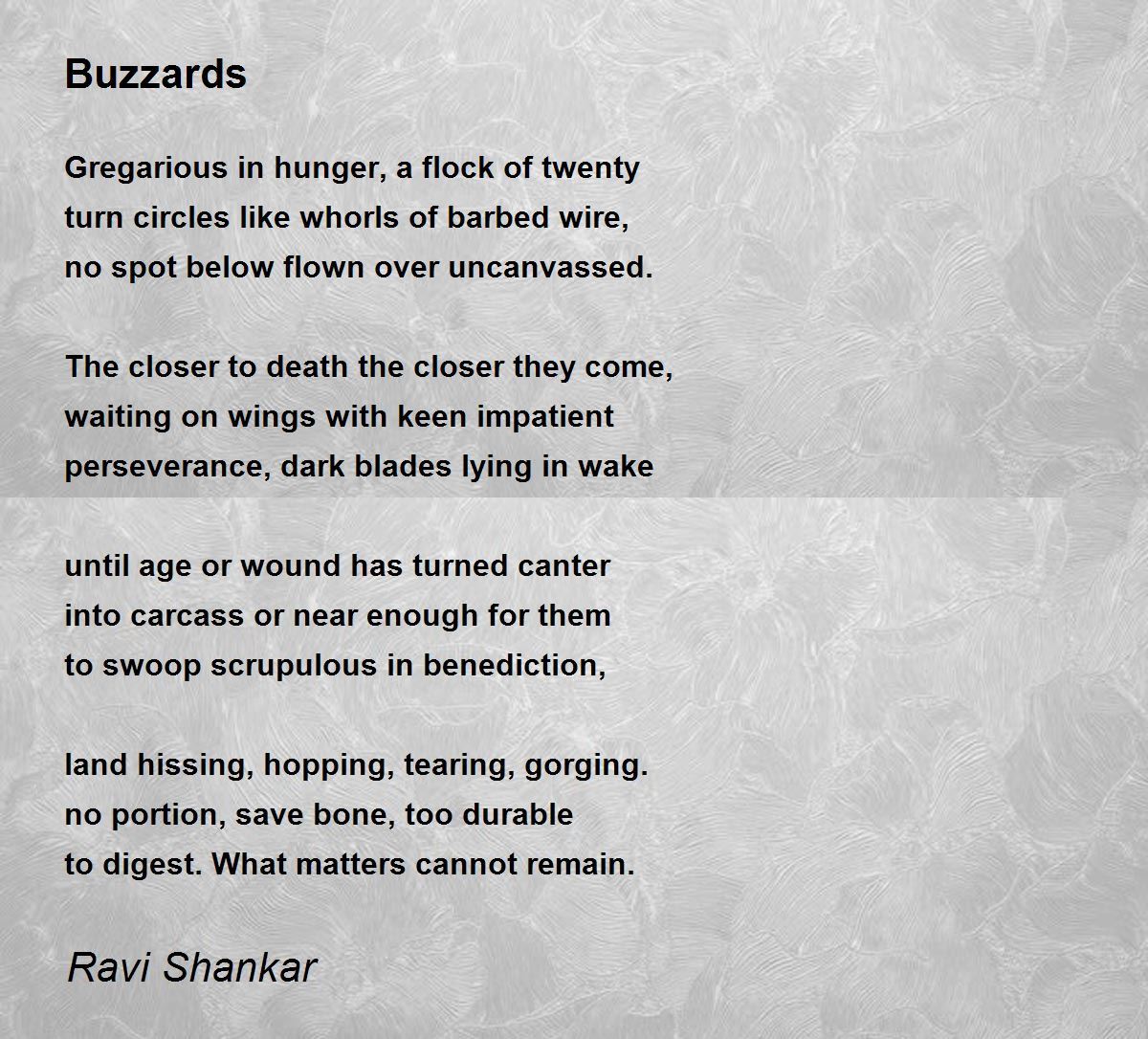 Buzzards - Buzzards Poem by Ravi Shankar